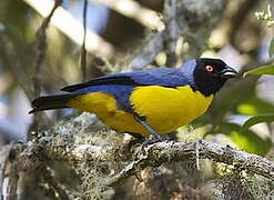 Hooded Mountain Tanager