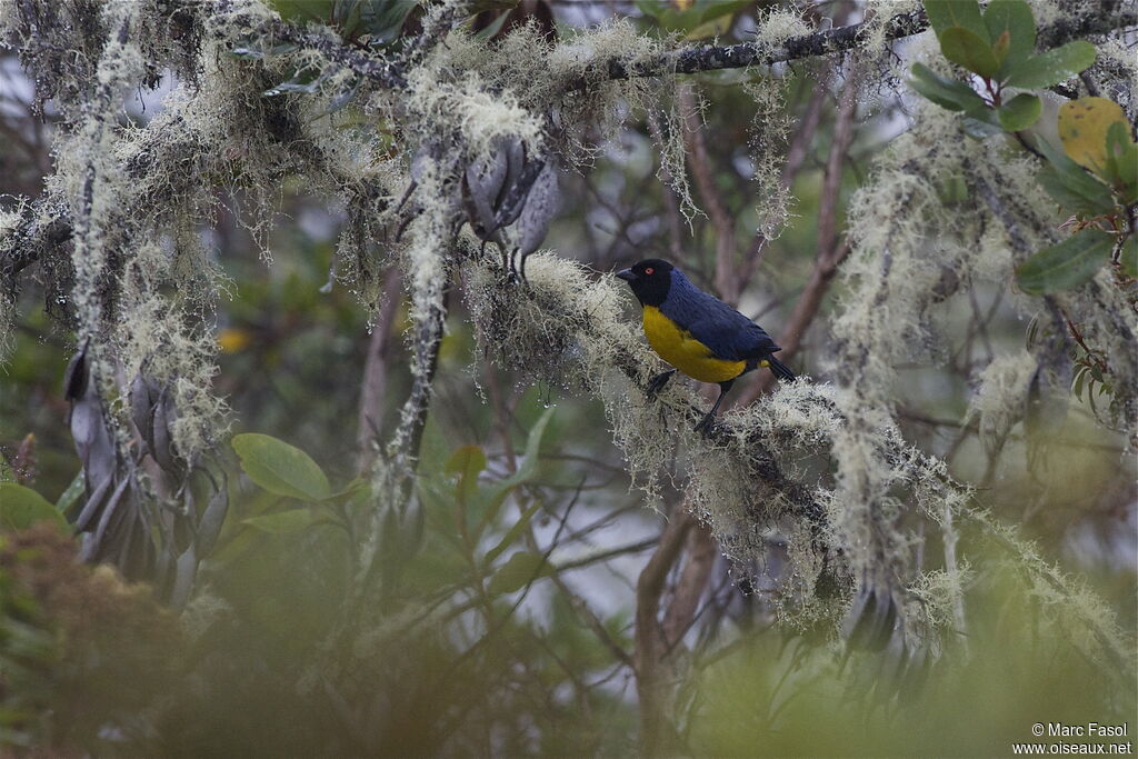 Tangara montagnardadulte, habitat, pigmentation