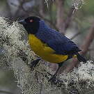 Tangara montagnard