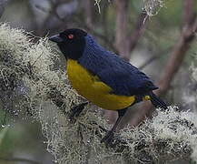 Hooded Mountain Tanager