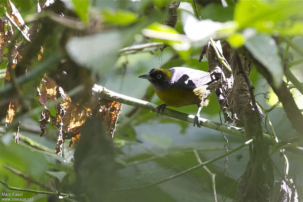 Dusky-faced Tanageradult, habitat