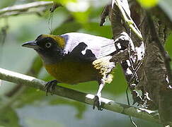 Dusky-faced Tanager