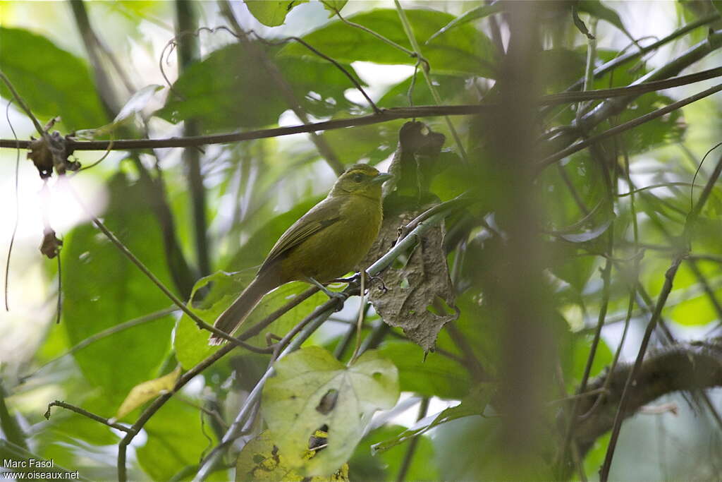 Oleaginous Hemispingusadult, identification