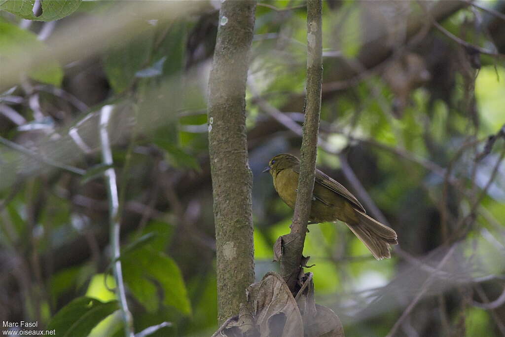 Tangara ocréadulte, identification