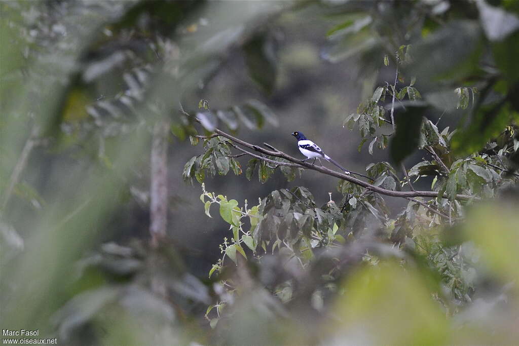 Magpie Tanageradult, habitat, pigmentation