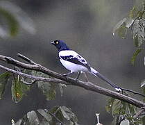 Magpie Tanager