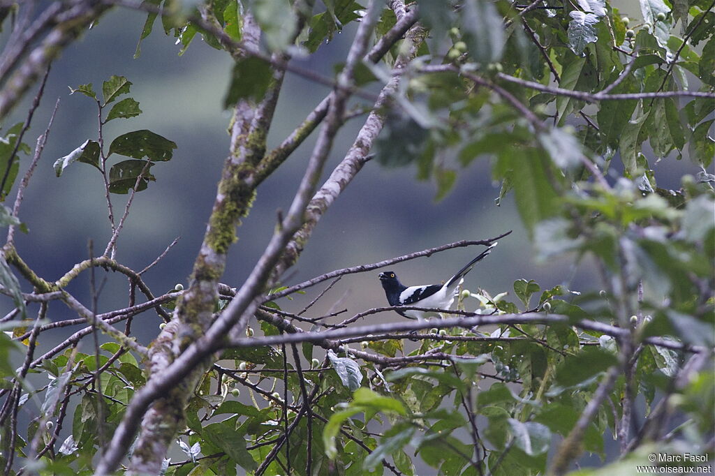 Tangara pillurionadulte, identification