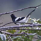 Tangara pillurion