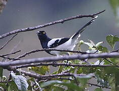 Magpie Tanager