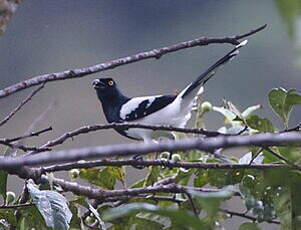 Tangara pillurion