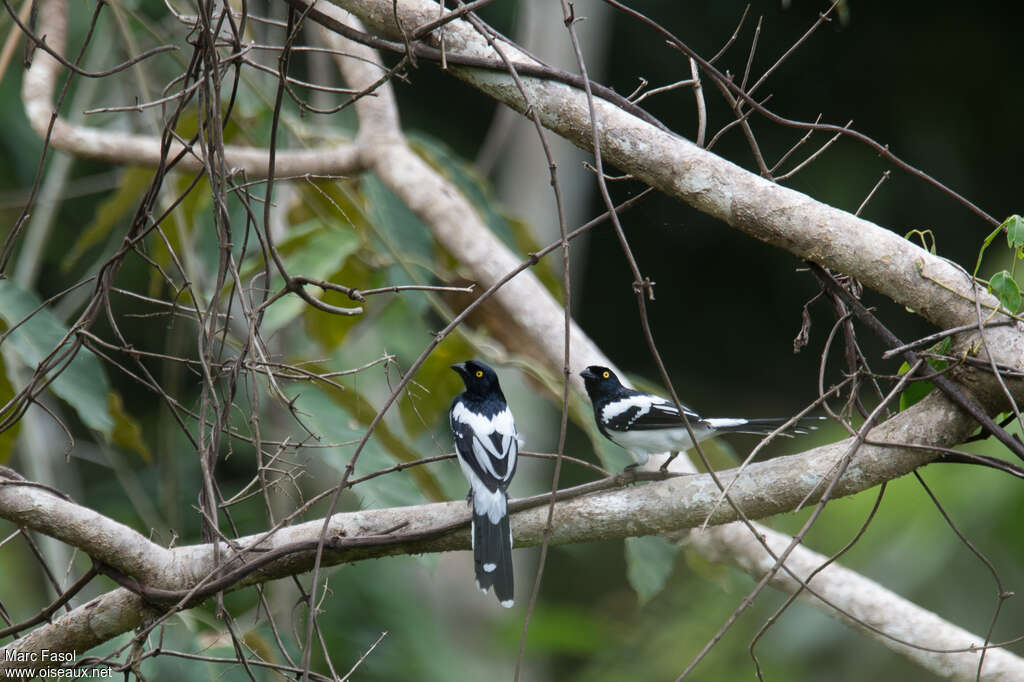 Magpie Tanageradult