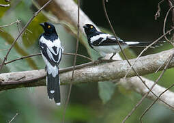 Magpie Tanager