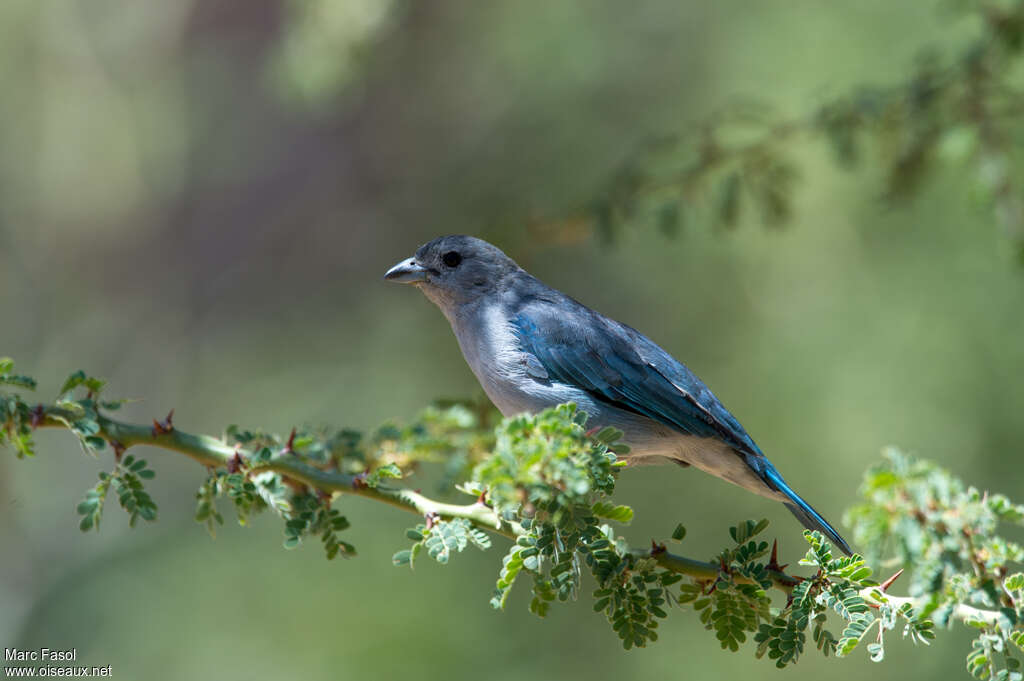 Tangara sayacaadulte, habitat, pigmentation