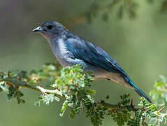 Sayaca Tanager