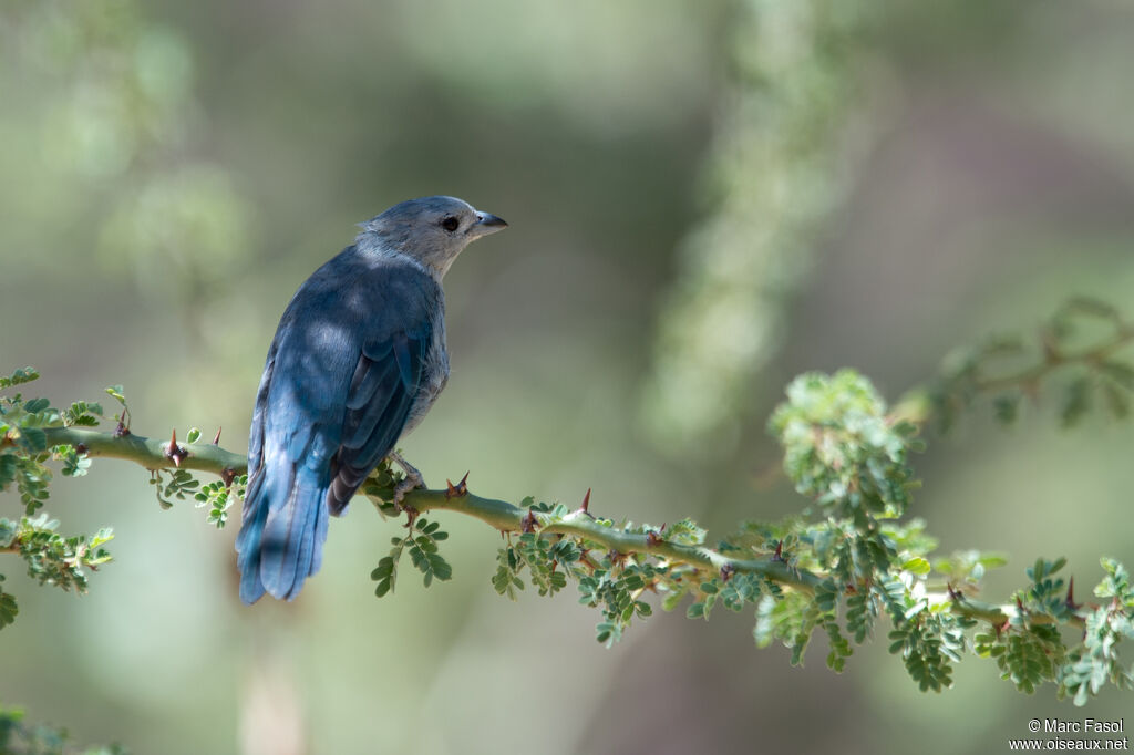 Tangara sayacaadulte, identification