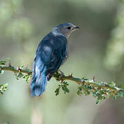 Sayaca Tanager