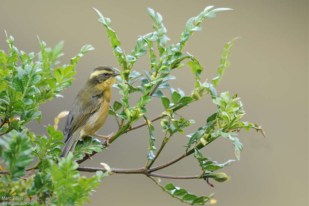 Tangara trifascié, identification