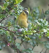 Three-striped Hemispingus