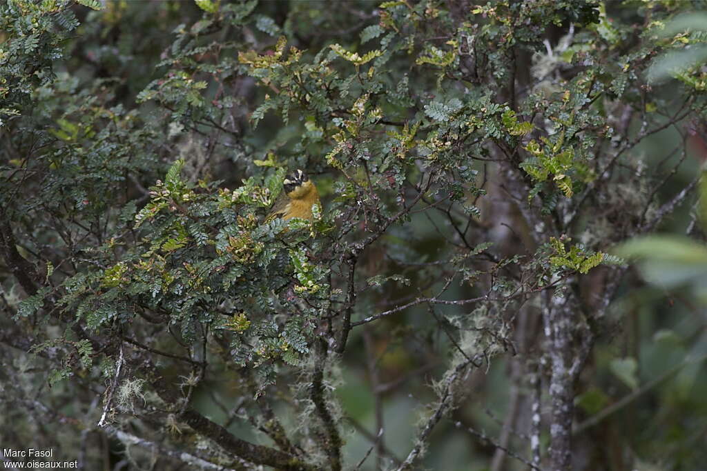 Tangara trifasciéadulte, identification