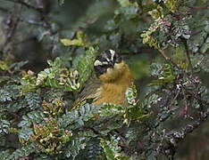 Three-striped Hemispingus