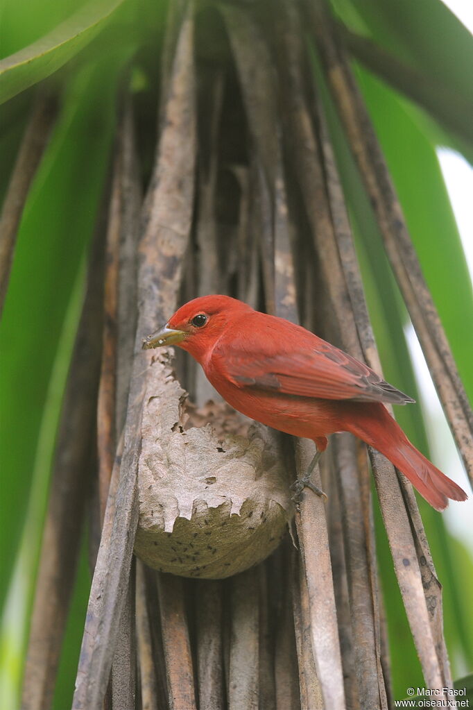 Summer Tanager male, identification, feeding habits, Behaviour