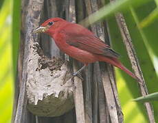 Summer Tanager