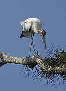 Wood Stork