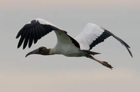 Wood Stork