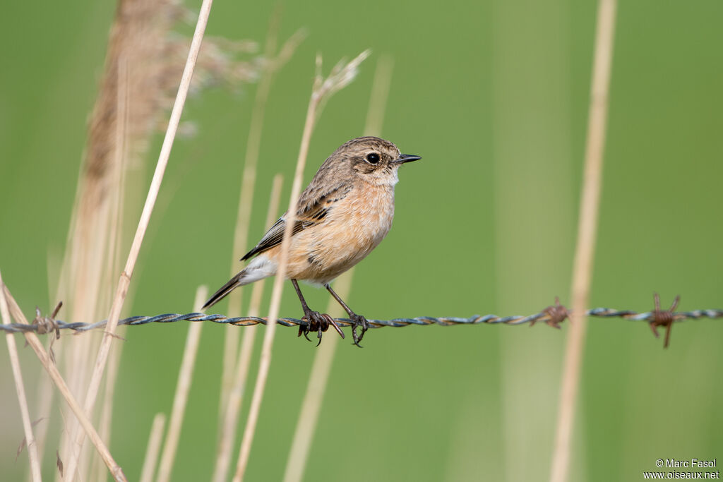 Siberian Stonechat female adult breeding, identification