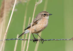 Siberian Stonechat