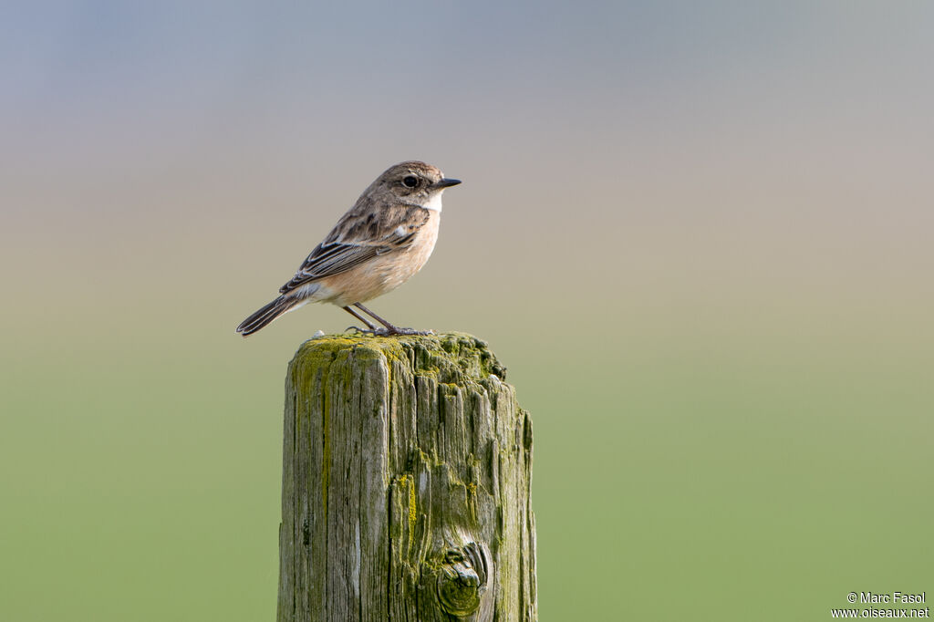 Siberian Stonechat female adult breeding, identification