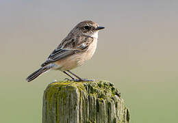 Siberian Stonechat