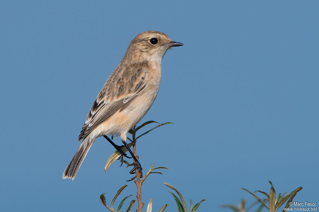 Tarier de Sibérie1ère année, identification