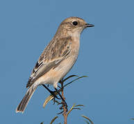 Siberian Stonechat