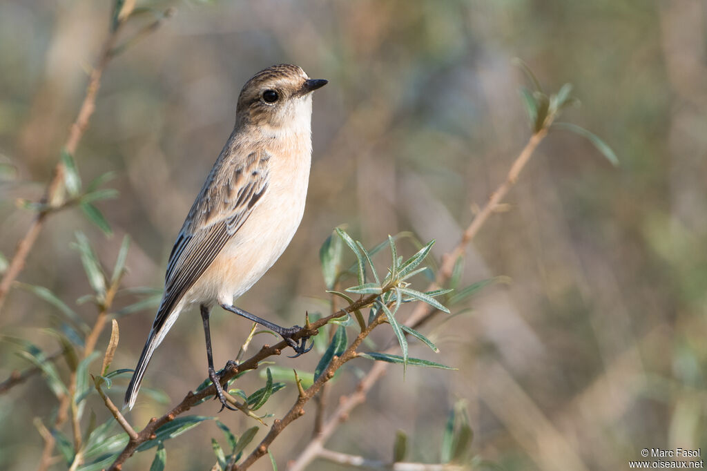 Tarier de Sibérie1ère année, identification