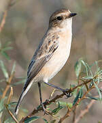 Siberian Stonechat