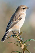 Siberian Stonechat