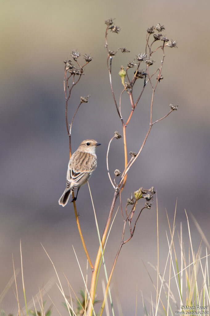 Tarier de Sibérie1ère année, habitat