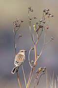 Siberian Stonechat