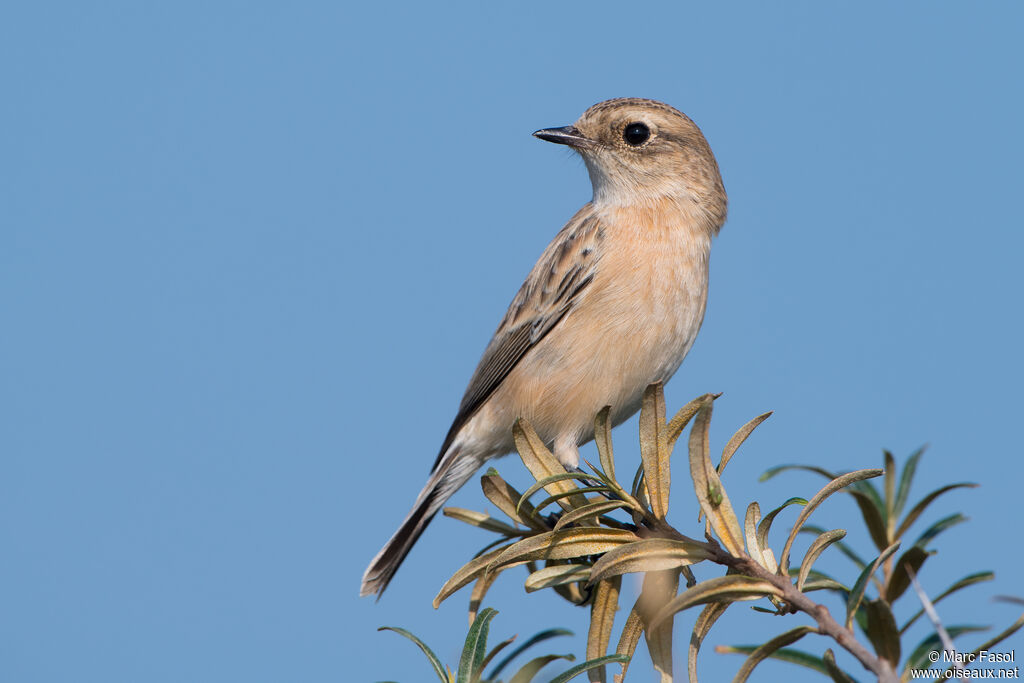 Tarier de Sibérie1ère année, identification