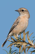 Siberian Stonechat