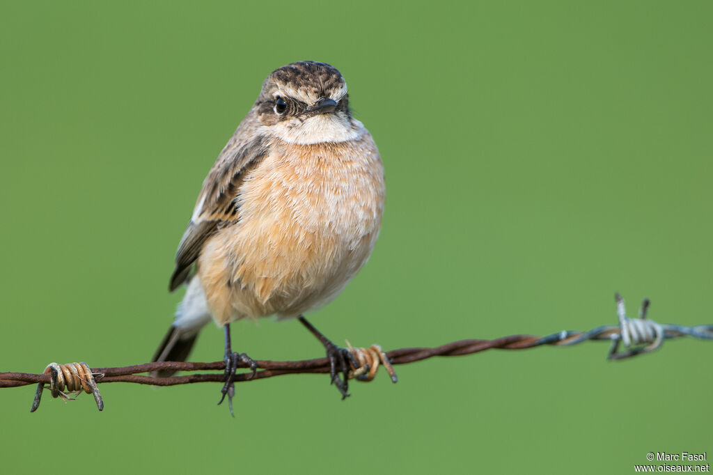 Siberian Stonechat female adult, identification