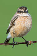 Siberian Stonechat