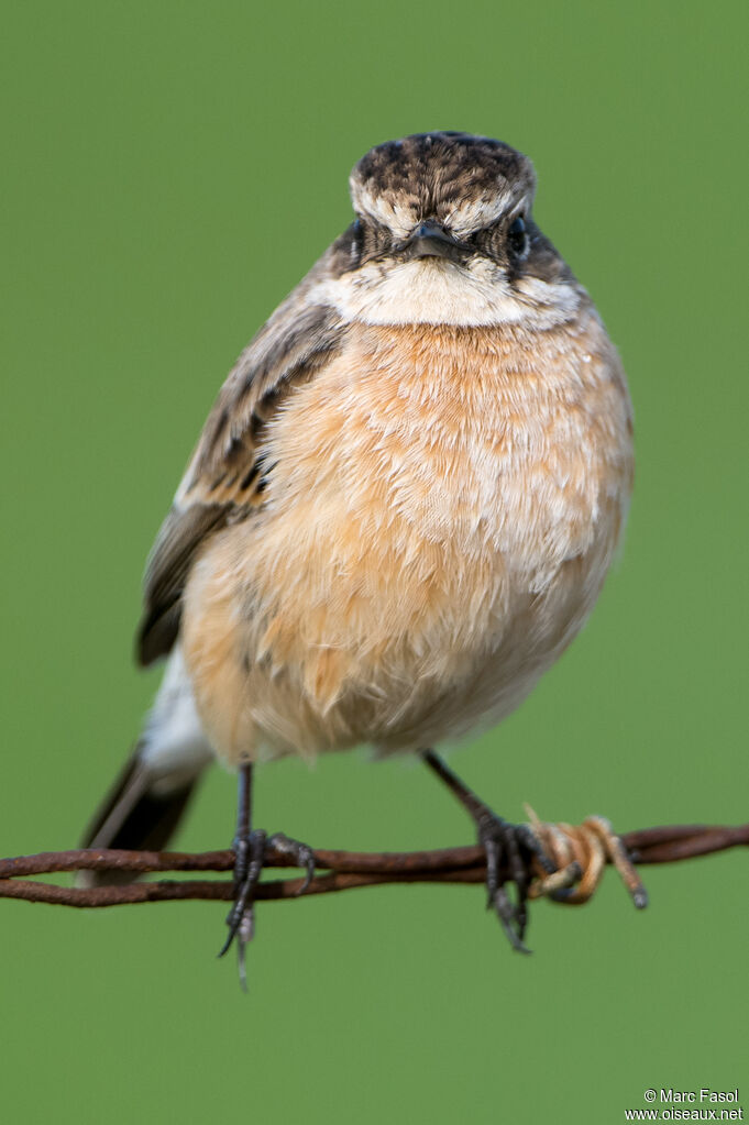 Tarier de Sibérie femelle adulte, identification