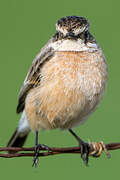 Siberian Stonechat