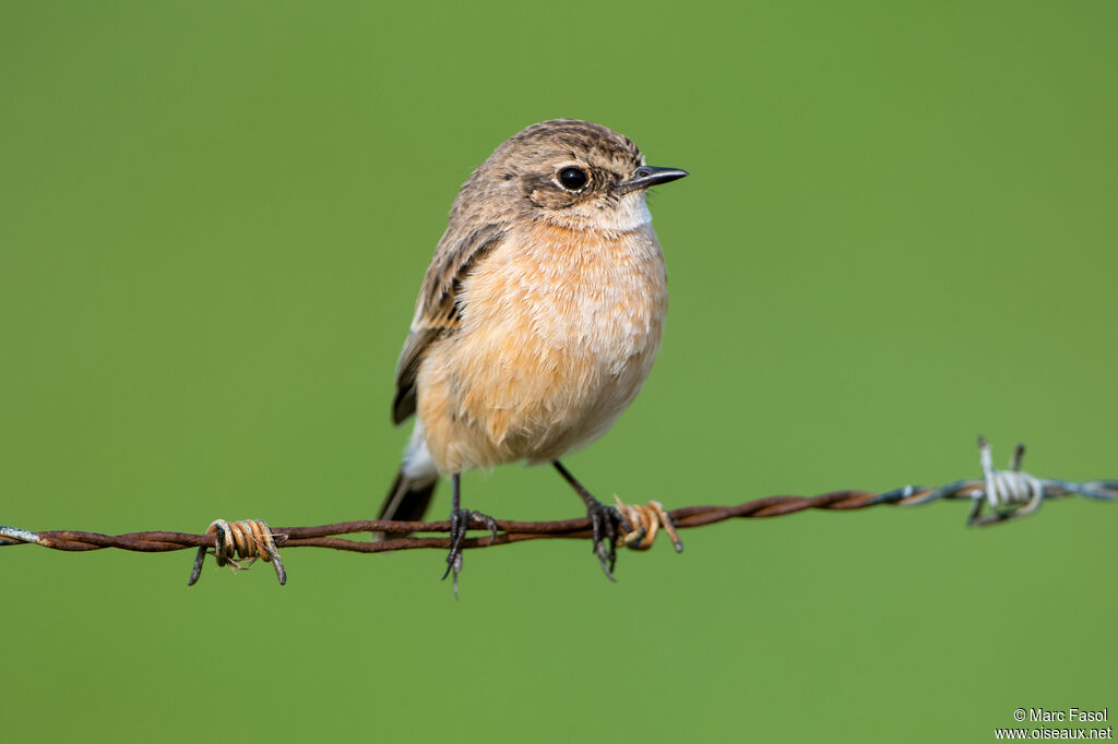 Siberian Stonechat female adult breeding