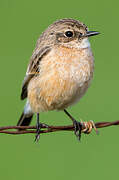 Siberian Stonechat