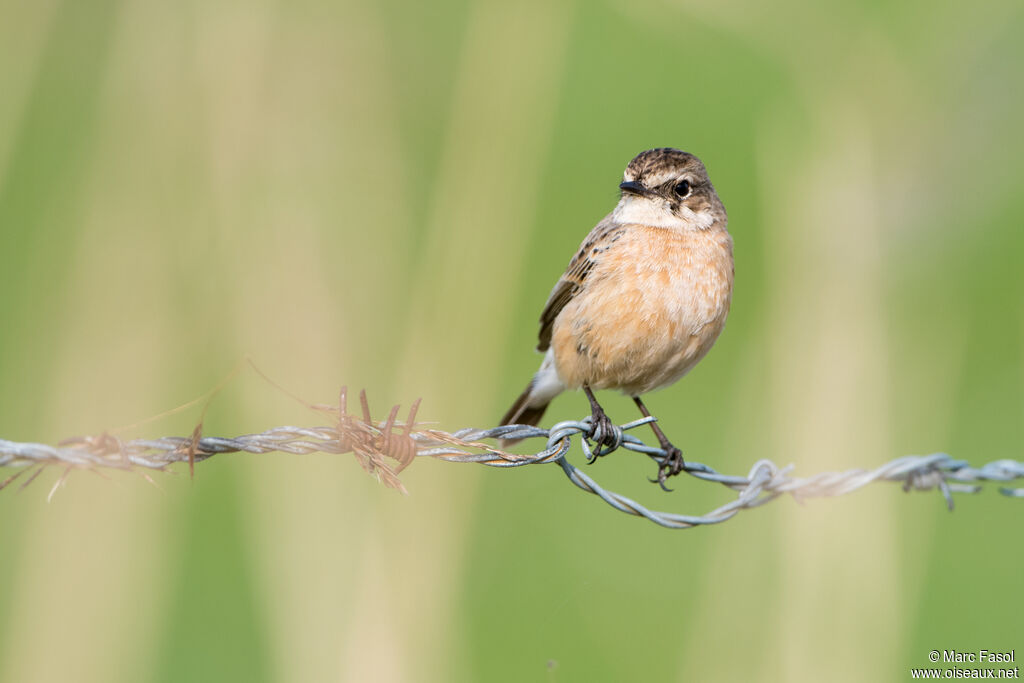 Siberian Stonechat female adult breeding, identification