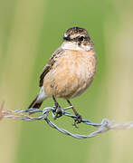 Siberian Stonechat