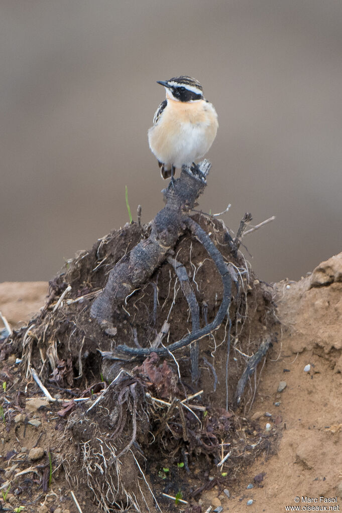 Whinchat male adult breeding, identification